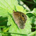 /album/okac-jecminkovy/a2015-05-29-5-jpg/
